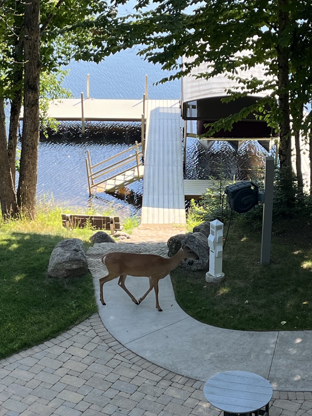 A deer walking on the path down to the dock and boat lift, with the lake behind